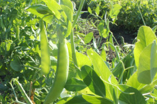 Fèves | Terra Sativa