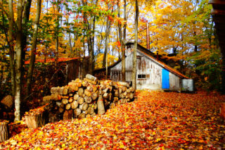 La cabane à sucre, en automne | Terra Sativa