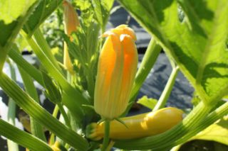 Courgettes